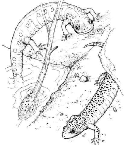 Realistic Salamander Coloring Page